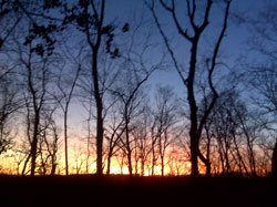 Deer Woods Sunset