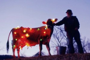 Cow Lights