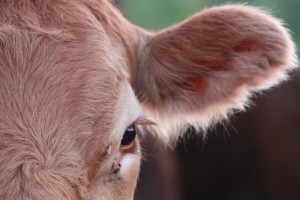 baby-face-close-up