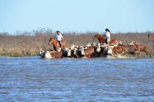 ifaj13-cattle-crossing