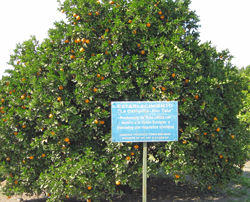 ifaj13-oranges
