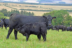 Angus Cattle