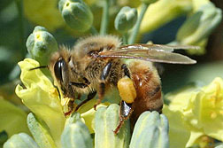 honeybee100429