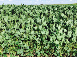 More Iowa Soybeans