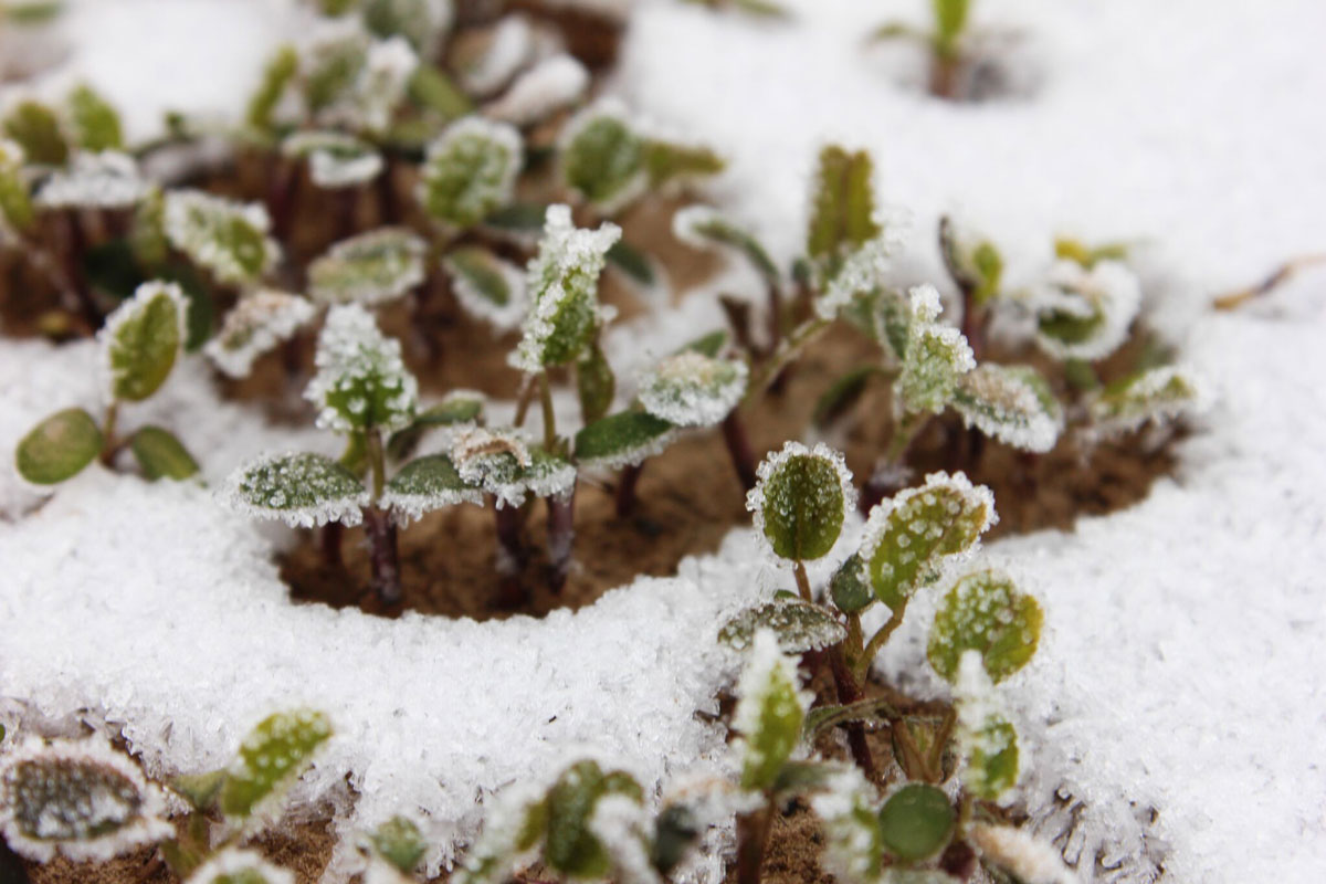 Cold Tolerant Berseem Clover Provides Frost Seeding Option | AgWired