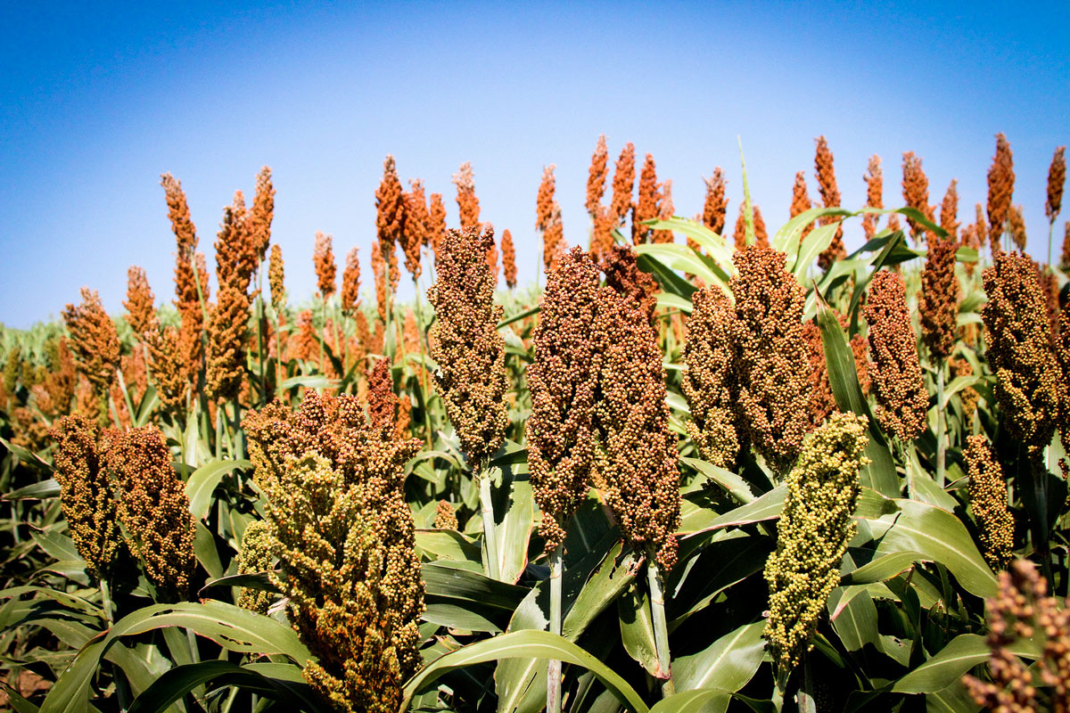 China Imposes Import Fee on U.S. Sorghum | AgWired