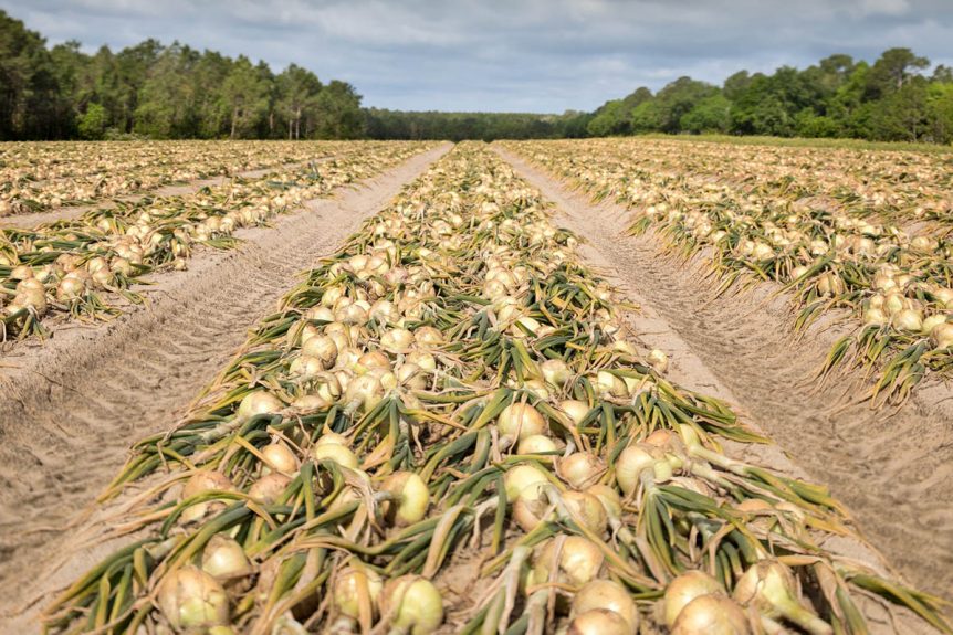 It is Vidalia Onion Season Time AgWired