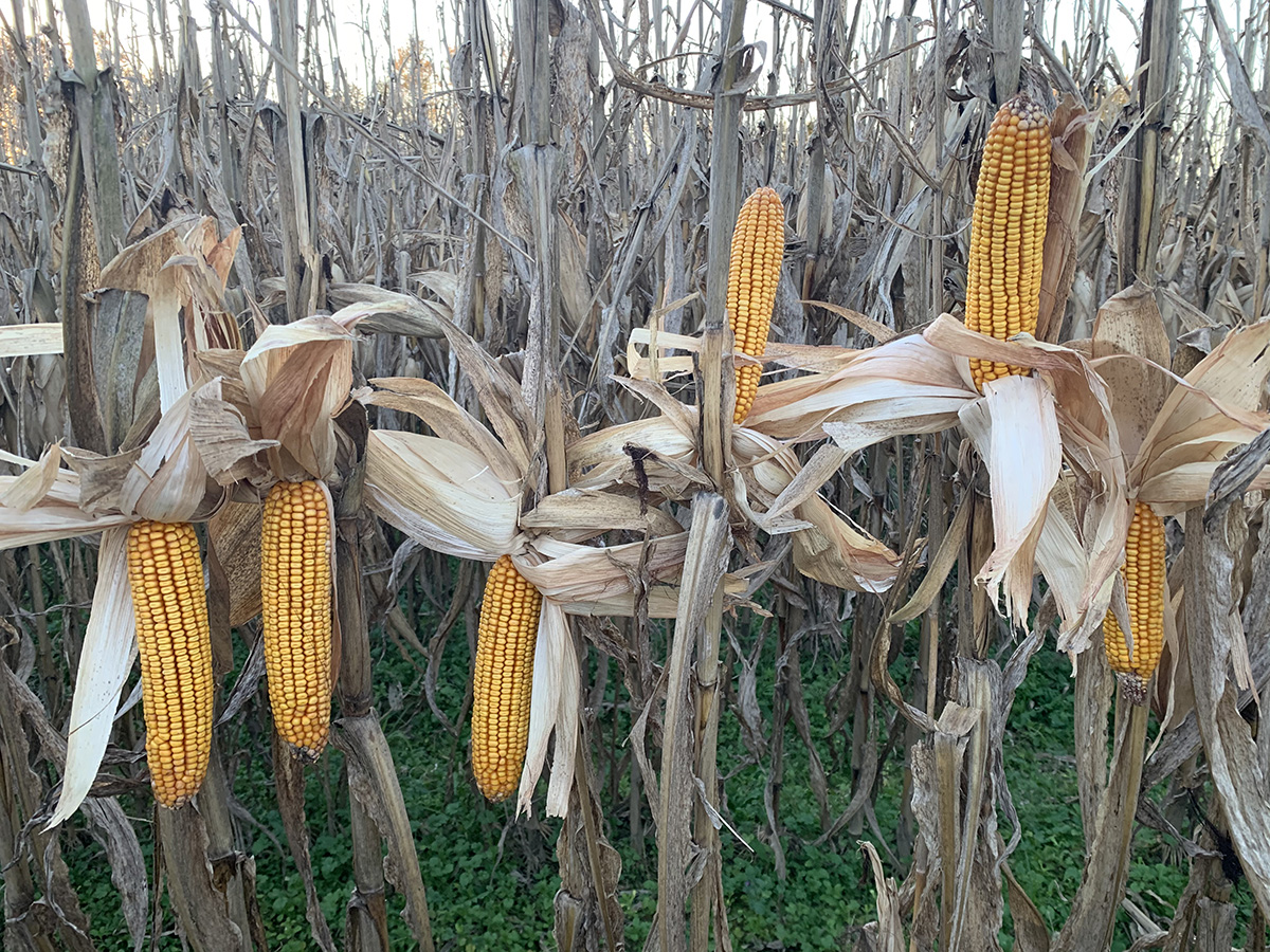 Archer Malmo Wins Second in State Corn Yield Contest AgWired